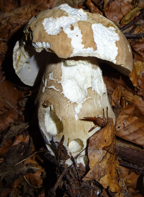 Boletus aestivalis ( = reticulatus )